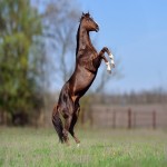 اسب یورقه نیشابور؛ ظاهری عضلانی اندام قوی سفید طلایی neyshabour