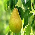 گلابی برای دیابت؛ قند محدود بافت سفت Pears for diabetes