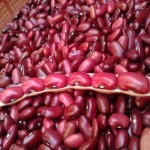 لوبیا قرمز و بدنسازی؛ گیاهی سنتی فله عمده تقویت سیستم ایمنی ویتامین (B1 B6 B12)