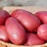 سیب زمینی قرمز در ایران؛ بافت ترد سالم ارگانیک منیزیم Carbohydrate