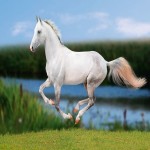 اسب جیپسی سفید؛ ابلق 2 نژاد شایر کلایزدیل مناسب سوارکاری