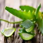برگ آلوورا برای سوختگی؛ سبز با ساقه گوشتی کلفت ضدالتهاب Aloevera