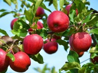 سیب باغی؛ قرمز زرد سبز منیزیم پتاسیم ویتامین C B6 K