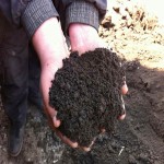 کود سیاه برای درخت انگور؛ مناسب زمین کشاورزی جلوگیری فرسایش خاک