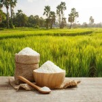 برنج طارم محلی 1401؛ سفید کرمی کربوهیدرات نشاسته (2 5 10) کیلویی