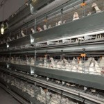 قفس مرغ تخمگذار منبری؛ اتوماتیک ضدعفونی آسان کاهش هزینه automatic