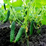 بذر خیار گلخانه ای پرگل گالاردو؛ شیار دار سبز 2 نوع دورگه hybrid