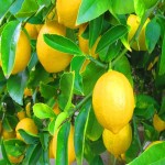 لیمو ترش در چای؛ تاز طبیعی هضم غذا ضد سرطان حاوی Citric acid