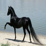 اسب شایر سیاه؛ هیکل درشت  کمیاب یال ابریشمی خوراک یونجه