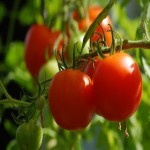 گوجه فرنگی جنگلی؛ روشنایی پوست سدیم پتاسیم 2 ویتامین C k 