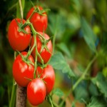 گوجه فرنگی حلقه ای؛ کاهش فشار خون حفظ سلامت قلب 2 ویتامین ( C K )