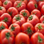 گوجه فرنگی مشهد؛ ریز درشت مزارع Protein