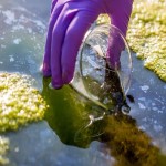کود ارگانیک جلبک دریایی؛ مایع افزایش مقاومت گیاه (0.5 1 2) لیتری