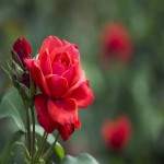 بذر گل رز رونده قرمز؛ پولیانتا رامبلر پاسیویی بسته ای فله ای Rose