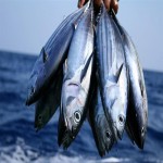 ماهی تن در بازار (کنسرو) گوشت سفت سلامت قلب 5 ویتامین