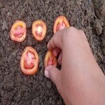 بذر گوجه فرنگی شیراز؛ مقاوم کاشت راحت قوطی فلزی گلخانه Iran
