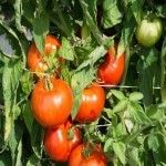 قیمت گوجه فرنگی در میدان تره بار تهران؛ رنگ قرمز پوسته انعطاف پذیر خوش طعم مناسب آشپزی tomato