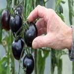 گوجه فرنگی سیاه؛ دارای آنتوسیانین دسته سبزیجات خام جلوگیری از سرطان