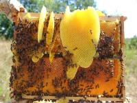 عسل طبیعی جنگلی؛ ضد سرطان بسته بندی وزنی حاوی ویتامین B