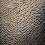 چرم فیل؛ طبیعی طوسی کفش کیف ساک مسافرتی تولید Iran