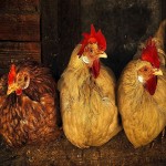 کود مایع مرغی چیکوتی؛ حیوانی ارگانیک 2 کاربرد کشاورزی باغبانی Nitrogen