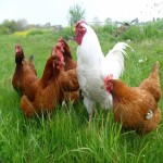 کود مایع مرغی تکنو وان؛ حیوانی کدر 3 ماده نیتروژن پتاسیم Phosphorus