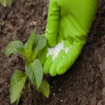 کود اسید هیومیک گروول ماسو؛ مواد آلی کاربرد مزارع باغات Spain