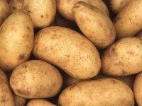 سیب زمینی فله؛ ارگانیک پوست نازک منیزیم کربوهیدرات potato