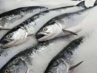 ماهی شیر نیزه ای دم سبز؛ دوکی بدون تیغ (انرژی زا) کلسیم Vitamin