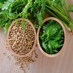 بذر گشنیز برای دیابت؛ سلکسیون بدبو ریز 2 رنگ سبز زرد Iran