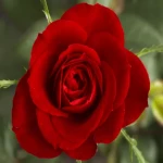 گل رز ایرانی؛ لطیف تزئینات رنگبندی متنوع Fresh