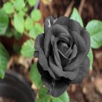 گل رز سیاه؛ خالص رنگ کرده 2 مدل خشک شده تازه‌ Feelings