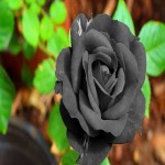 گل رز مشکی؛ بذر هیبرید طبیعی تزئینی Freedom