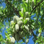 بادام درختی خام برای لاغری؛ مامایی سنگی 2000 گرمی ایرانی