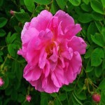 گل محمدی خشک در چای؛ کاهش استرس 2 نوع پرورشی خودرو Pink