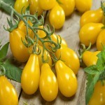 گوجه فرنگی زرد گلابی؛ سس رب 2 کاربرد دسر سالاد فیبر Antioxidants
