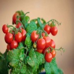 گوجه گیلاسی گلدانی؛ مینیاتوری پرورشی دارای کلسیم Cherry tomatoes