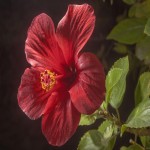 گیاهان آپارتمانی گلدار قرمز؛ آنتریوم شمعدانی نشاط بخش Exalis