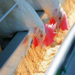 خوراک دام طیور فارس؛ مرغ مادر اجداد نیمچه استارتر تقویتی Organic