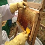 عسل شانه ای؛ تقویت حافظه وزن (1.5 2) کیلوگرم honey