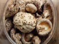 قارچ صدفی خشک؛ سفید طعم عالی بهبود سیستم گوارشی mushroom
