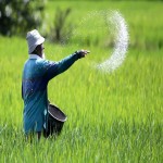 کود هیومیک اسید پودری برای برنج؛ تقویت ریشه گیاه (نایلونی کارتونی) سفید