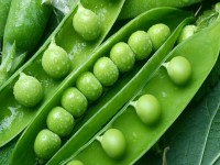 نخود فرنگی با پوست؛ سبز گرد دسته سبزیجات کنترل دیابت peas