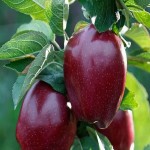 سیب درخت قرمز؛ ارگانیک شیرین ترش سلامت قلب phosphorus