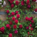 قلمه گل رز هلندی؛ زیبا سازی محیط ضخامت زیاد عمر طولانی rose