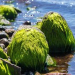 جلبک دریایی خشک شده؛ سبز تیره کلاژن سازی پوست ارگانیک seaweed
