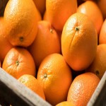 پرتقال محلی گیلان؛ تقویت سیستم ایمنی بدن رفع  کم خونی ترش شیرین