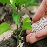 کود فروت ست گرومور؛ اسید آمینه ازت روی آمریکا رویش مجدد گیاه Fertilizer