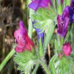 گل گاوزبان کیلویی؛ آنتی اکسیدان گرم تر درمان رماتیسم کوهستان flowers
