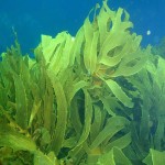 جلبک دریایی برای کشاورزی؛ سبز قهوه ای دارویی پزشکی 2 نوع پودر کود